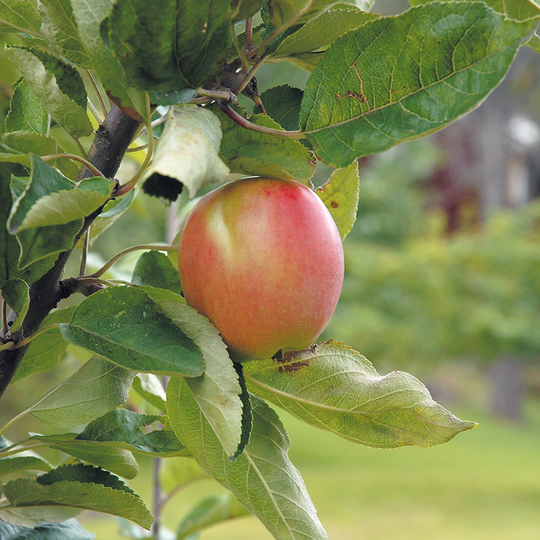 Äpple 'Åkerö'