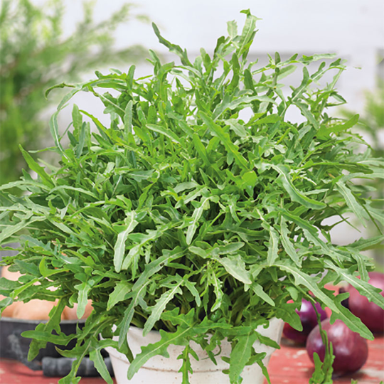Mursenap 'Wall Rocket'