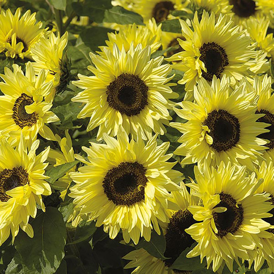 Solros 'Garden Statement'