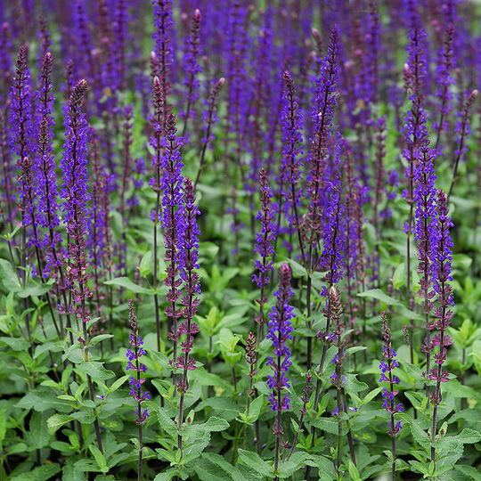 Stäppsalvia 'Caradonna'