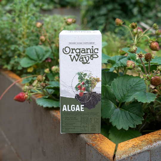 Tångextrakt Algae