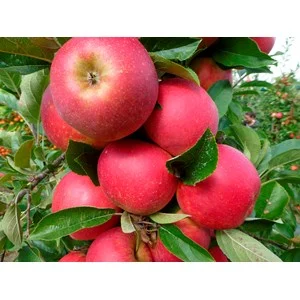 Äpple 'Agnes' Svagväxande B9 inkl. uppbindning