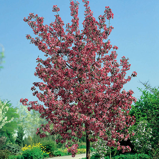 Prydnadsapel, Malus 'Rudolf'
