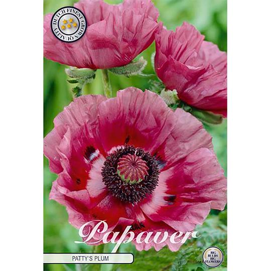 Jättevallmo 'Patty's Plum'