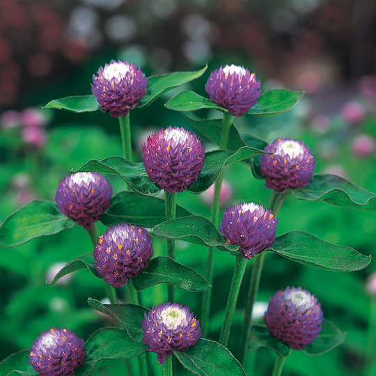 Klotamarant 'Atomic Purple'