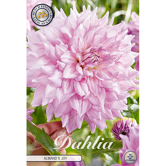 Dekorativdahlia 'Almand's Joy'