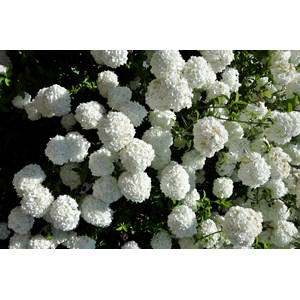 Prydnadsolvon 'Eskimo' Sh 80 cm co