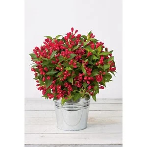 Rosenprakttry 'All Summer Red', 3-pack