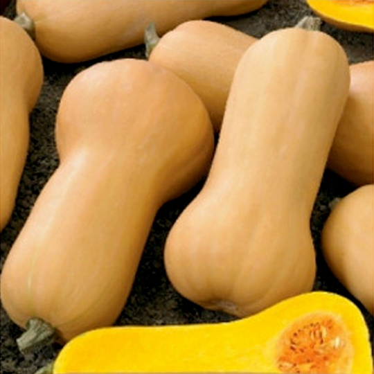 Myskpumpa 'Waltham Butternut'