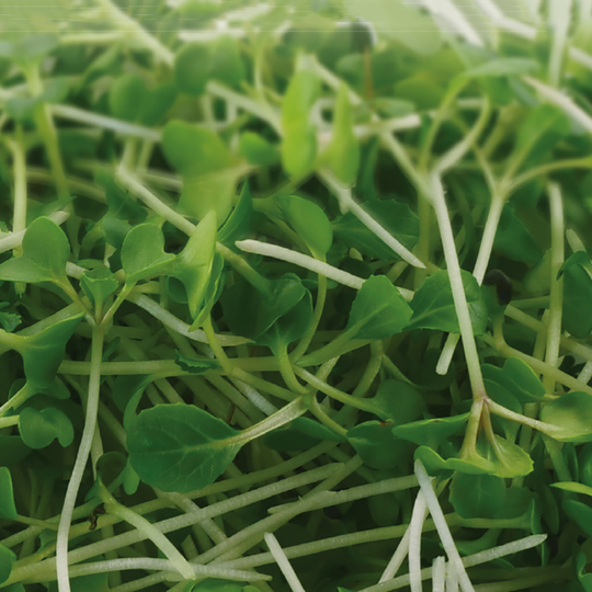 Mikroblad, Sellerikål Pak Choi