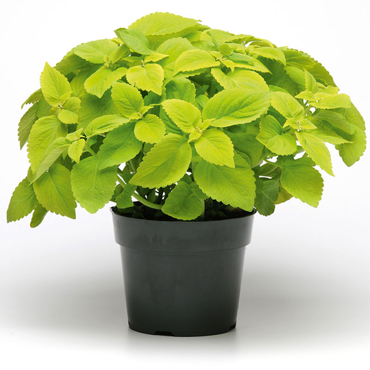 Palettblad 'Solento Lime'