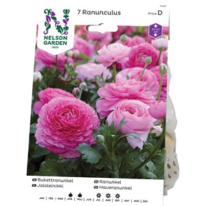 Vårlök Nelson Garden Ranunkel, Rosa