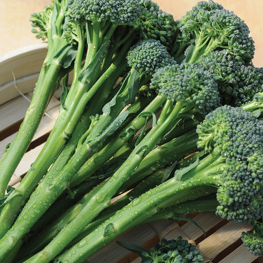 Broccoli 'Inspiration' F1