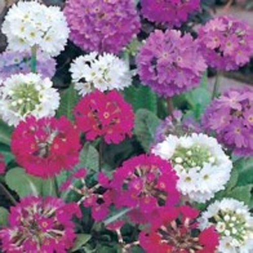 Primula 'Drumstick', mix