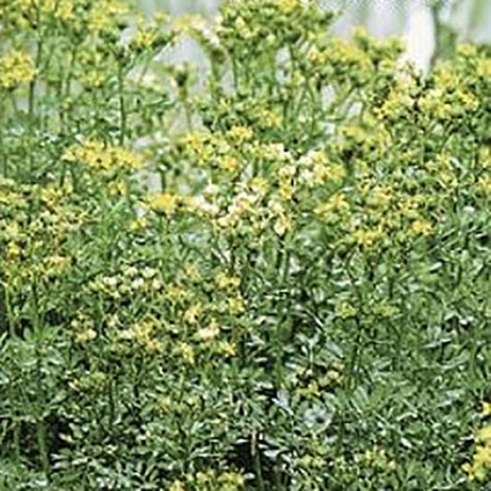 Vinruta