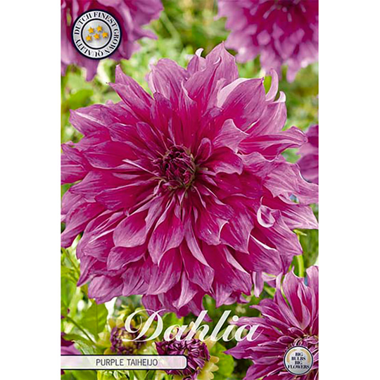 Dekorativdahlia 'Purple Taiheijo'