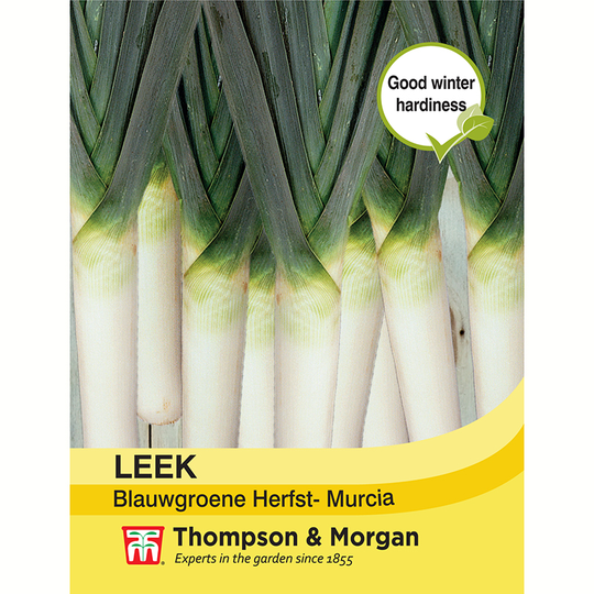 Purjolök 'Blauwgroene Herfst - Murcia'