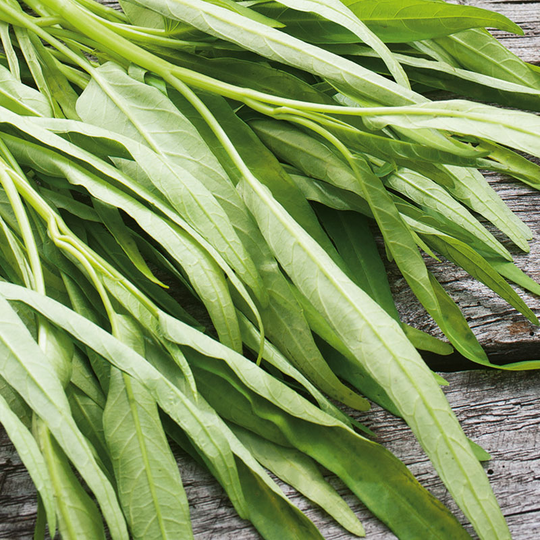 Sallatsipomea