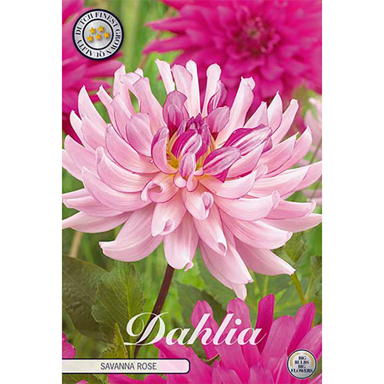 Kaktusdahlia 'Leila Savanna Rose'