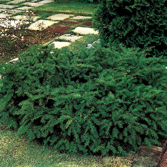 Krypidegran 'Repandens' 20-25 cm