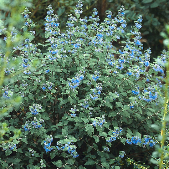 Skäggbuske 'Heavenly Blue'