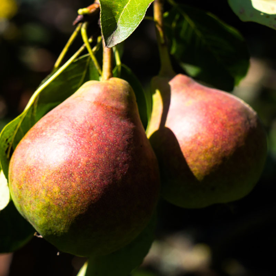 Päron 'Vasarina'