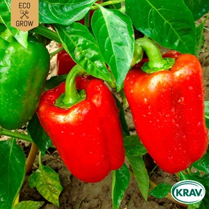 Fröer Eco Grow Paprika California Wonder Eko