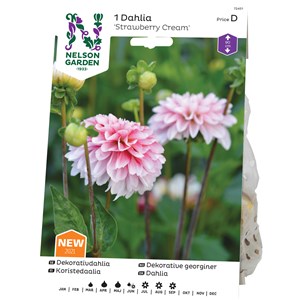 Vårlök Nelson Garden Dahlia Strawberry Cream Hög, Röd