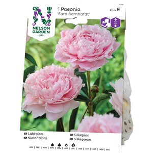 Vårlök Nelson Garden Pion Sara Bernhardt, Rosa