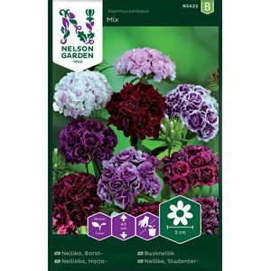 Fröer Nelson Garden Borstnejlika Dubbel