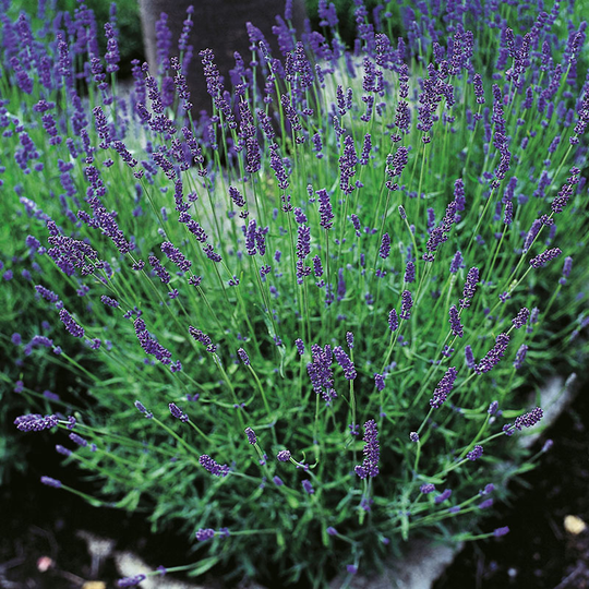 Lavendel 'Hidcote' 2L, 2-pack