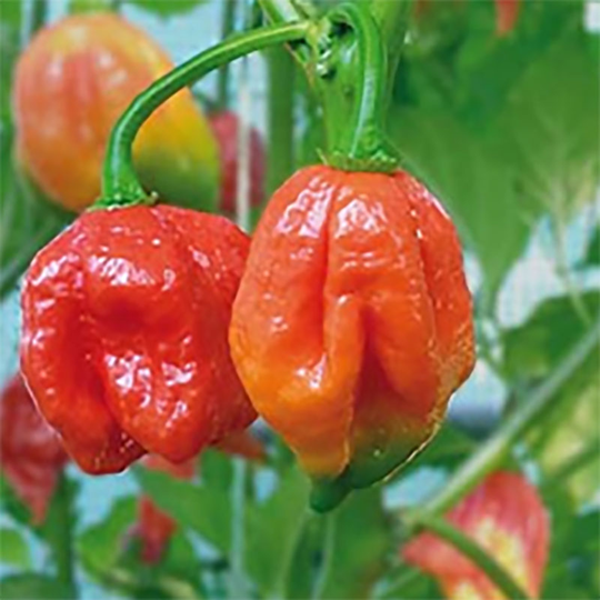 Chili Trinidad Scorpion