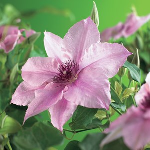 Klematis 'Pink Fantasy' 3-pack