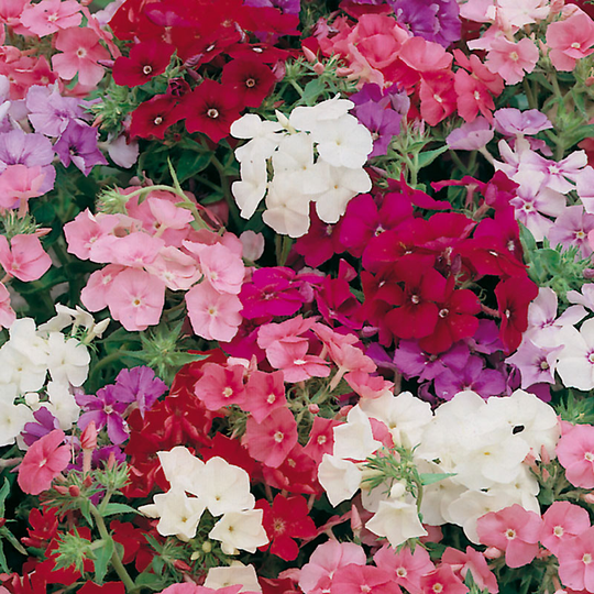 Sommarflox 'Brilliancy'