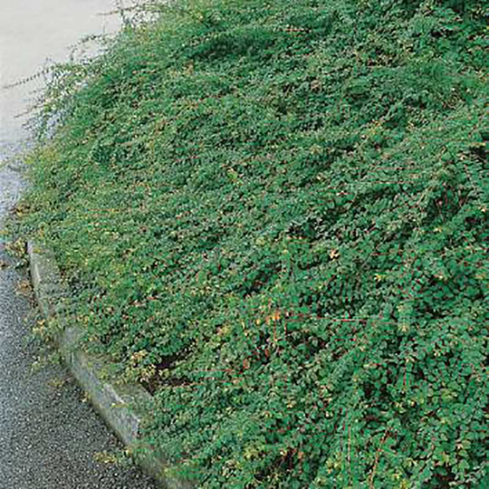 Hybridsnöbär 'Hancock' 10-pack