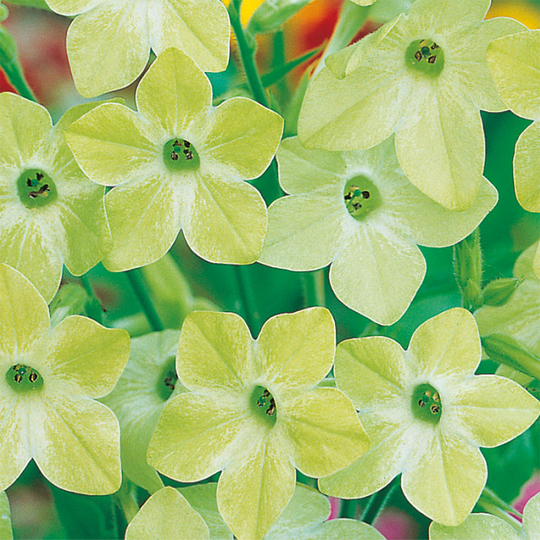 Blomstertobak 'Lime Green'