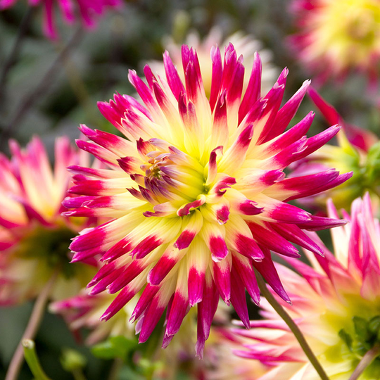 Kaktusdahlia 'Tahiti Sunrise'