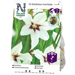 Vårlök Nelson Garden Doftlilja Gladiolus Murielae, Vit