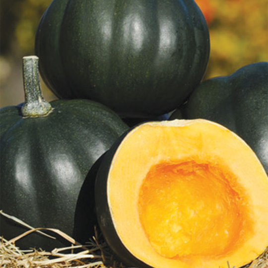 Squash (Winter) 'Honey Bear' F1