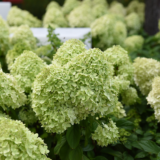 Vipphortensia 'Limelight'