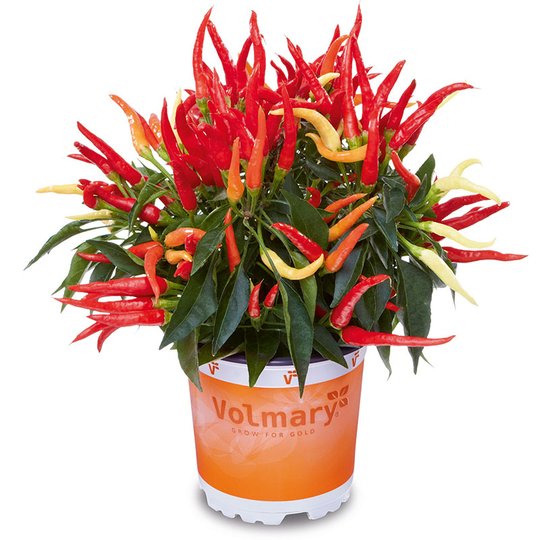 Paprika 'Merida'