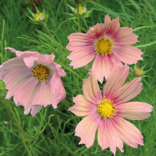 Rosenskära 'Apricotta'