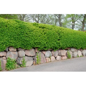 Måbär 'Schmidt' CO 3-pack