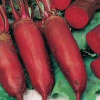 Rödbeta 'Cylindra'