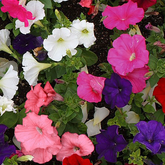 Petunia 'Pretty Garden'