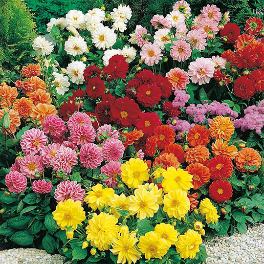 Sommardahlia 'Figaro', kompakt mix