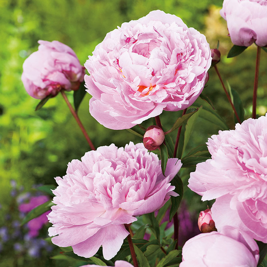Luktpion 'Sarah Bernhardt' 2L, 2-pack