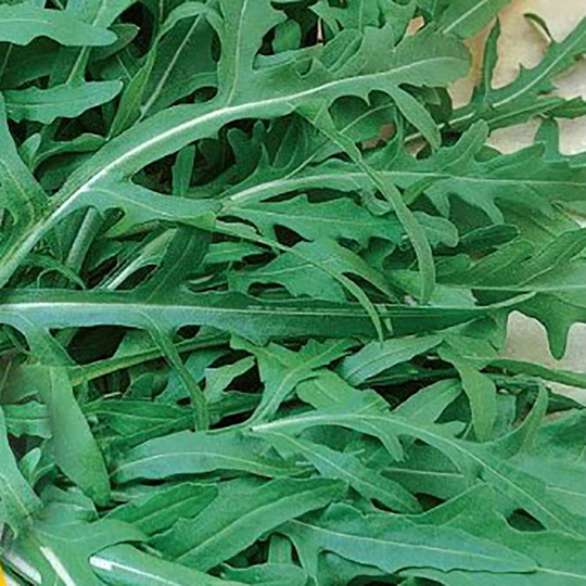 Rucola, Wall rocket