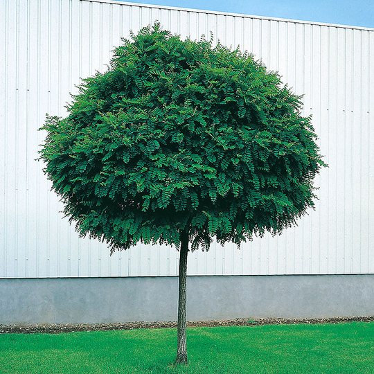 Klotrobinia, Robinia pseudoacacia 'Umbraculifera', 100-120 cm