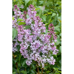Syrén 30-50 cm 100-pack
